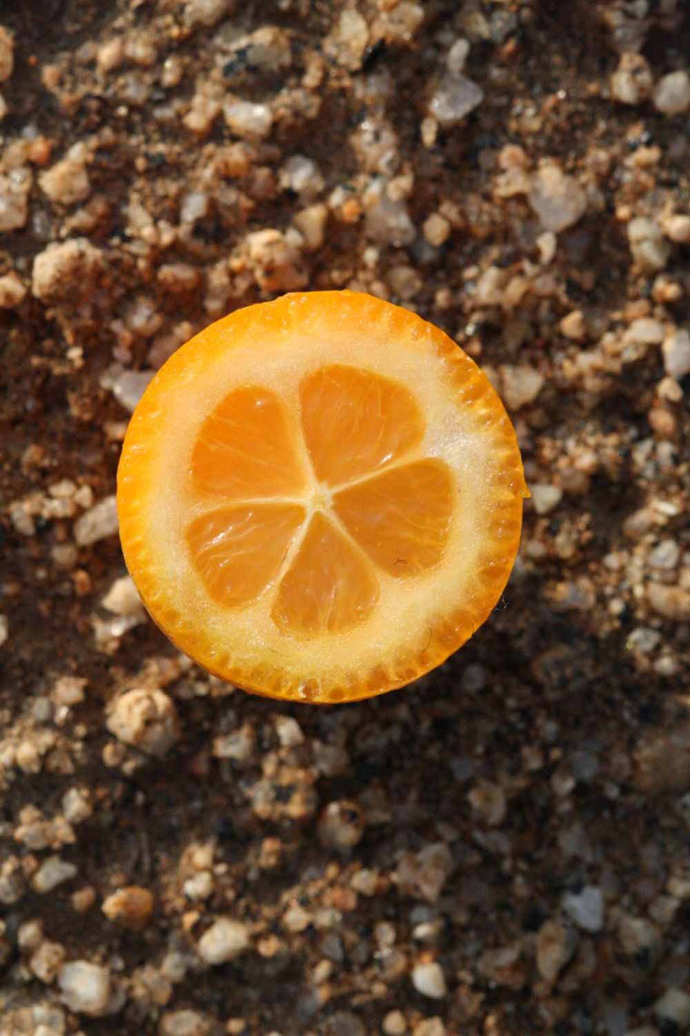              Fruit cross-section (Riverside, CA)       